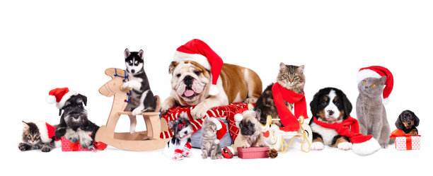 狗，猫和小猫们戴着圣诞帽图片下载