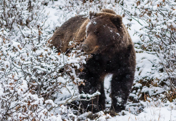 雄性大灰熊图片下载