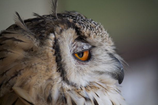 昏昏欲睡的头图片下载