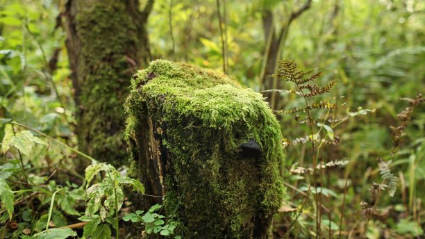 长满苔藓的树桩图片下载