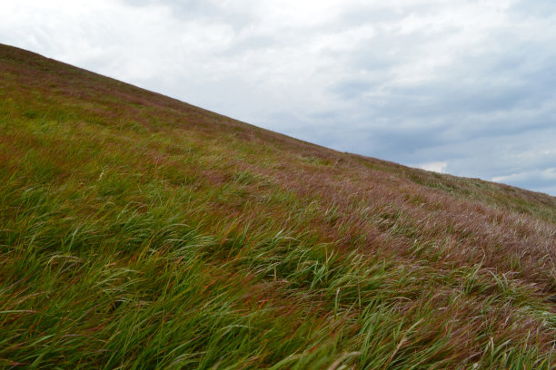 绿草映衬着天空图片下载
