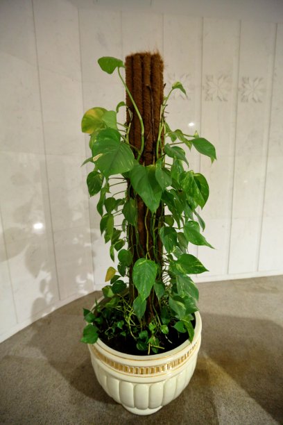 绿莲在一个大花瓶里图片下载