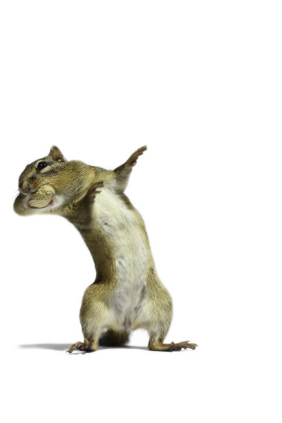跳舞的花栗鼠图片下载