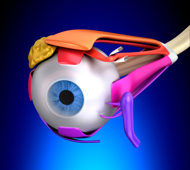 眼部肌肉人体解剖-横截面在蓝色背景图片下载