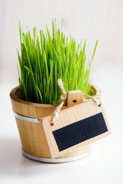 新鲜wheet草图片下载