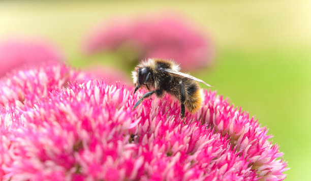 嗡嗡嗡嗡的蜜蜂图片下载