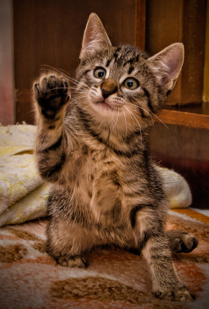 猫坐的特写肖像图片下载