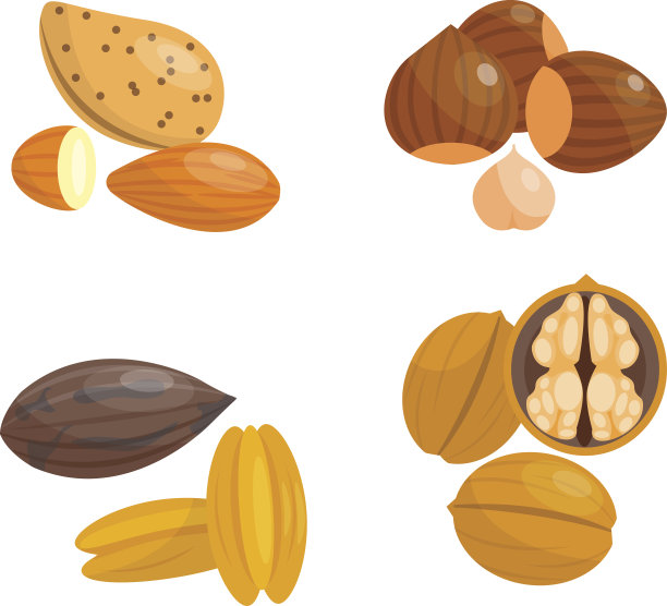 不同的坚果向量集。素材图片