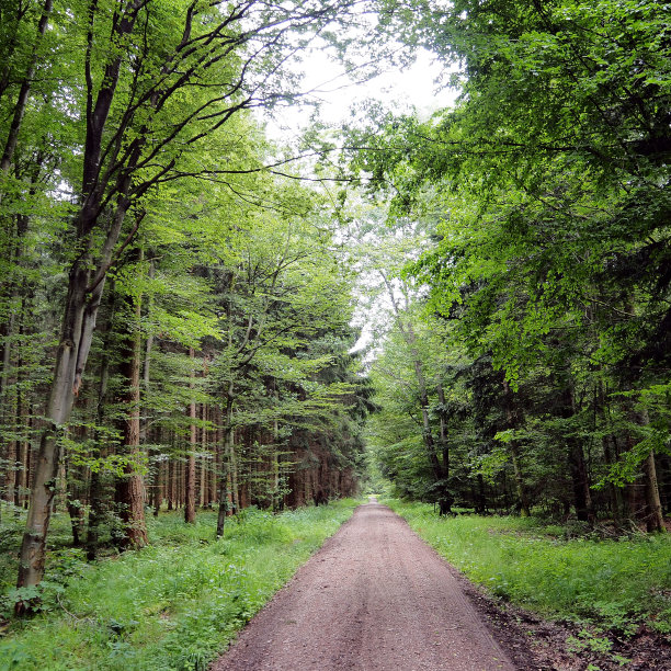夏天的森林图片下载