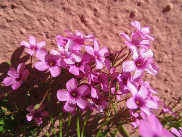 粉红色的栗色的宏图片下载