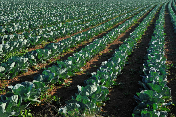 卷心菜种植园图片下载