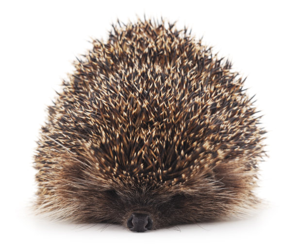 多刺的刺猬。图片下载