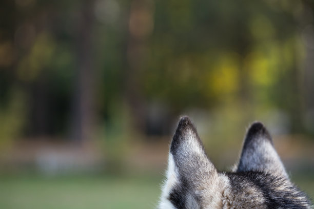耳朵的哈士奇从后面特写。图片下载