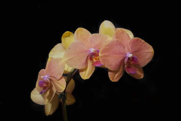 兰花盛开图片下载