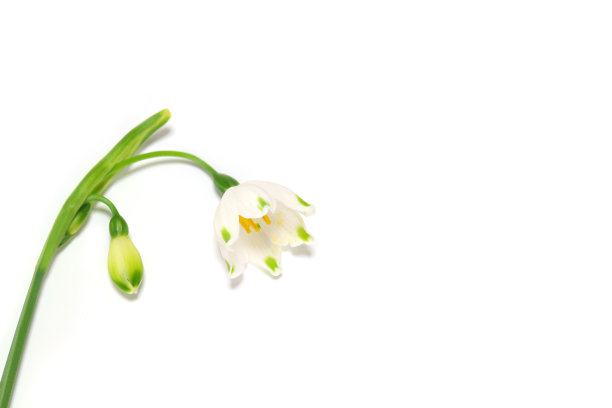 山谷百合和花蕾在白色#3图片下载