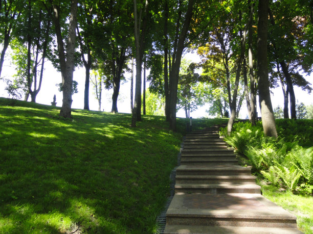 森林之路。图片下载