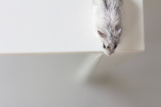 仓鼠从上面图片下载