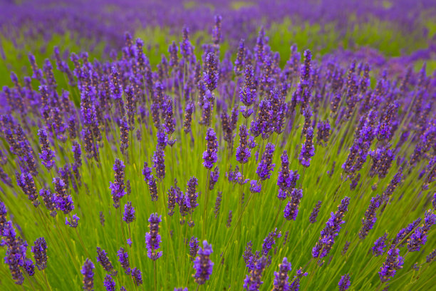 薰衣草开花图片下载