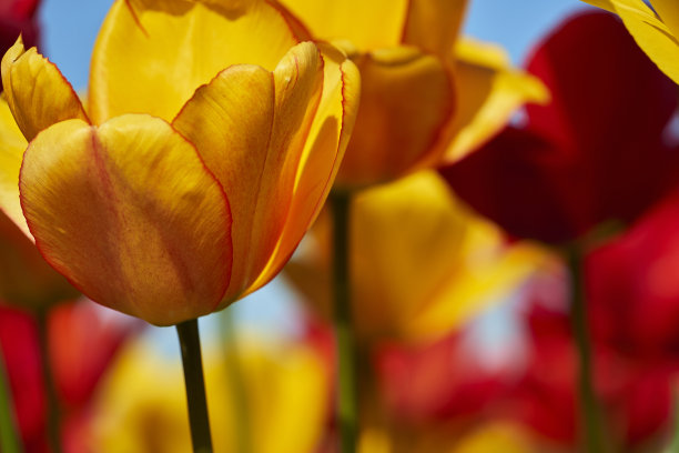 郁金香图片下载