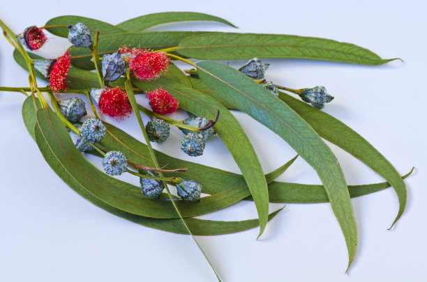 桉树叶。图片下载