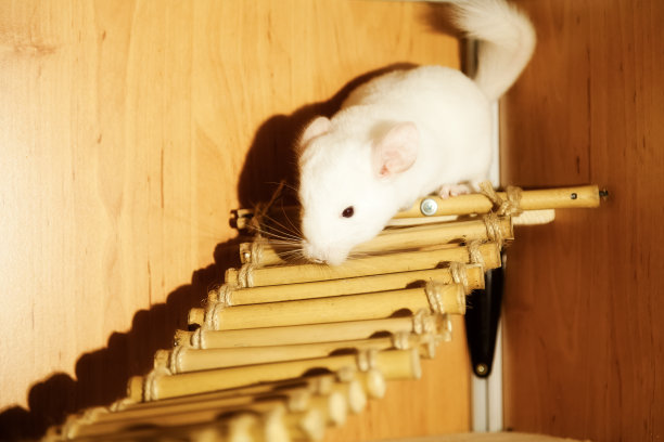 小白栗鼠正盯着摄像机图片下载