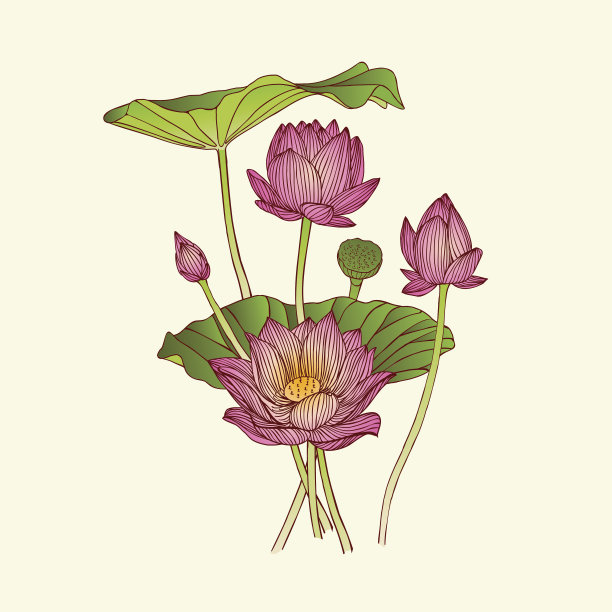 雕刻荷花手绘插图。图片下载