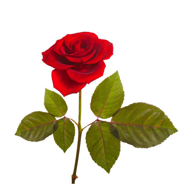 红玫瑰长在带叶的绿茎上图片下载