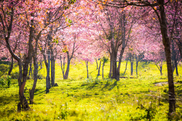 野生喜马拉雅樱花图片下载