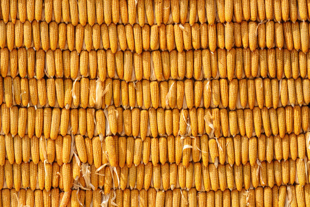 玉米的背景。图片下载