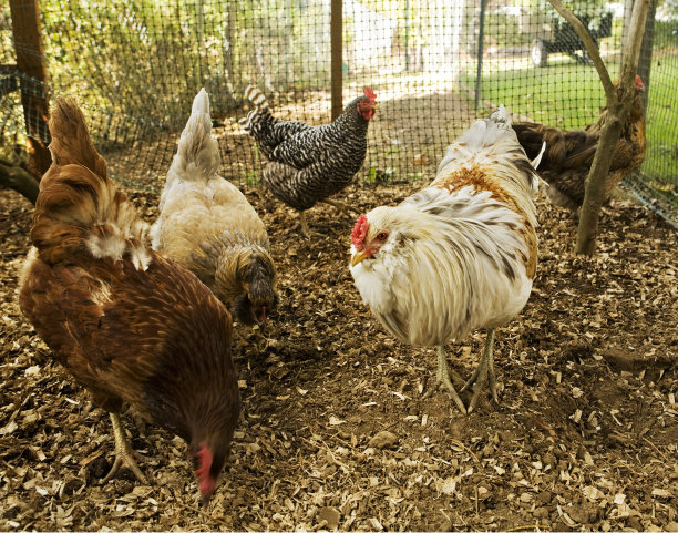 公鸡和母鸡匆忙地享用着早餐。图片下载
