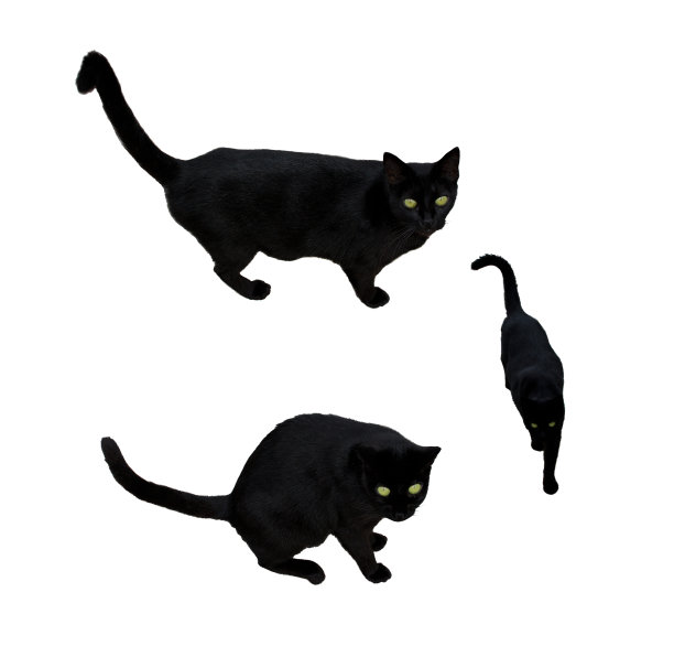 有绿色眼睛的黑猫图片下载