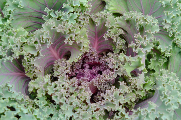 像卷心菜一样近距离种植图片下载