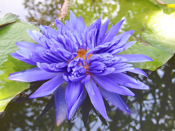 紫色的莲花图片下载