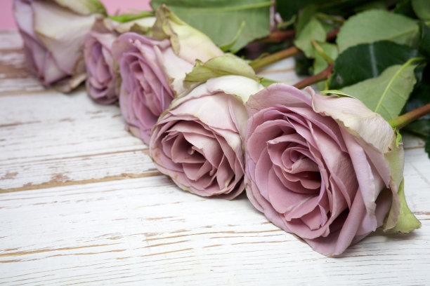 木质表面上的紫色玫瑰图片下载