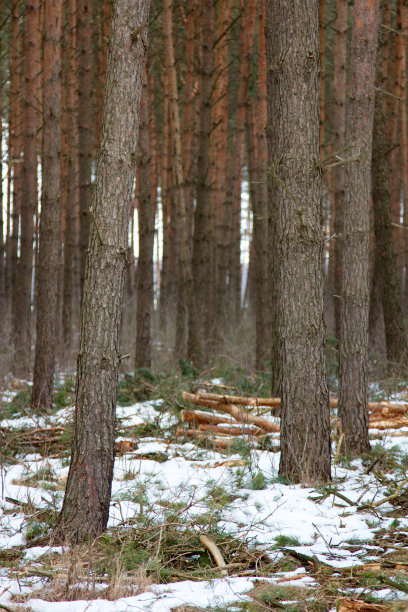 冬季森林图片下载