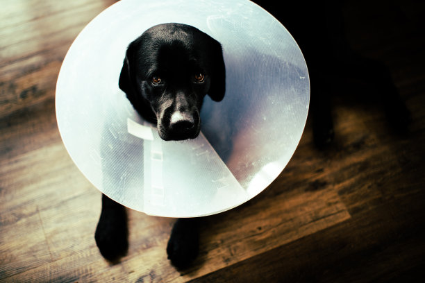 有锥形领的拉布拉多犬图片下载