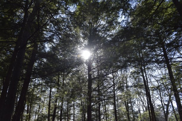 阳光穿过树林图片下载