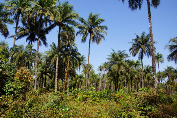 在非洲丛林图片下载