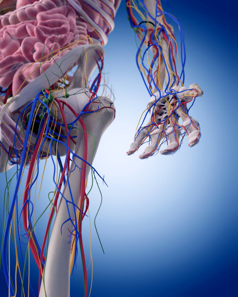 手臂解剖学图片下载