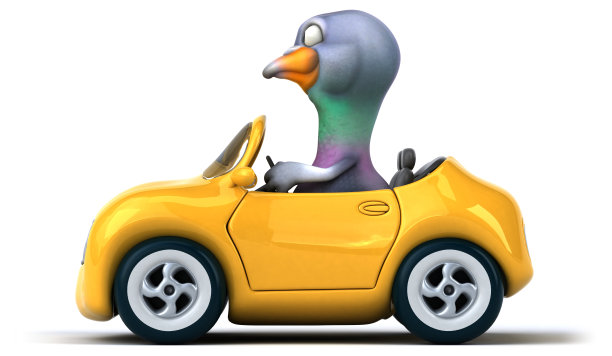 有趣的鸽子图片下载