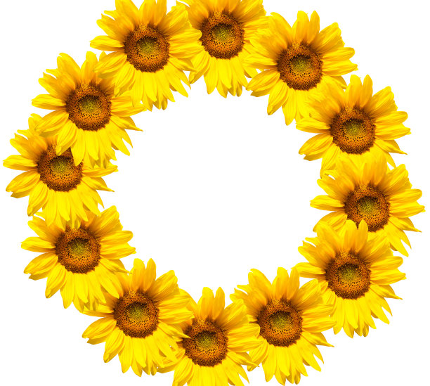 盛开的向日葵图片下载