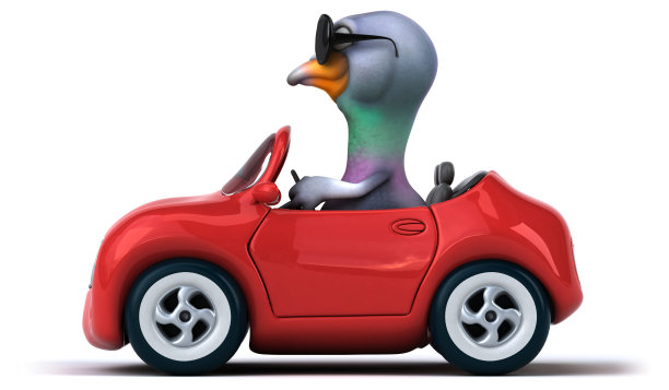 有趣的鸽子图片下载