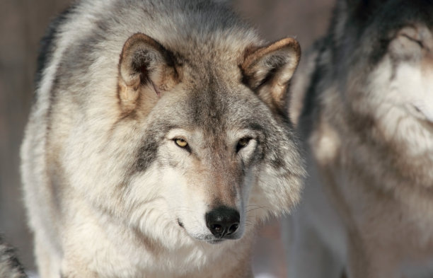 美丽的灰太狼图片下载