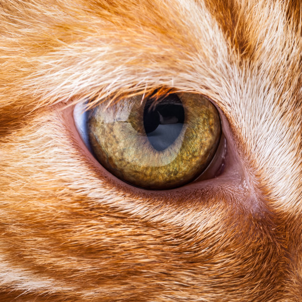 猫眼的特写图片下载