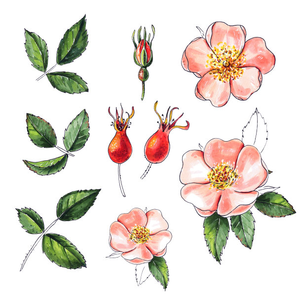 手绘一套玫瑰花，叶子，玫瑰果图片下载