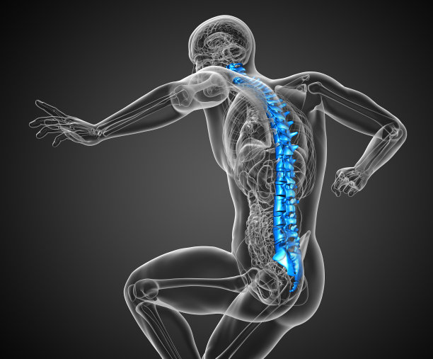 人体脊柱的3d渲染医学插图图片下载