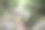 Chantathen森林图片下载