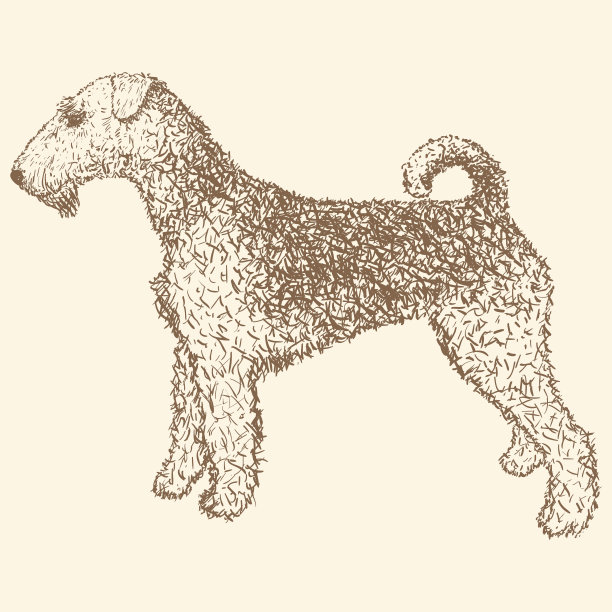Airedale梗手绘矢量插图图片下载