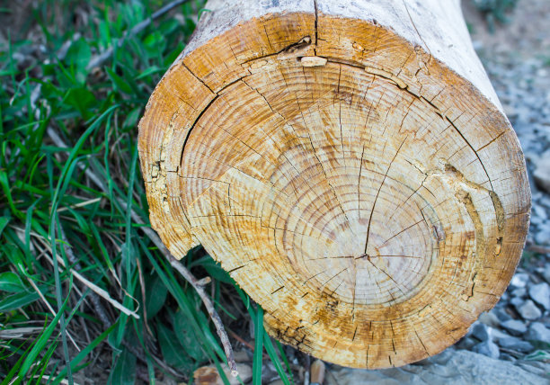 树桩背景，老树图片下载