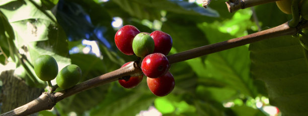 大面积的咖啡豆图片下载